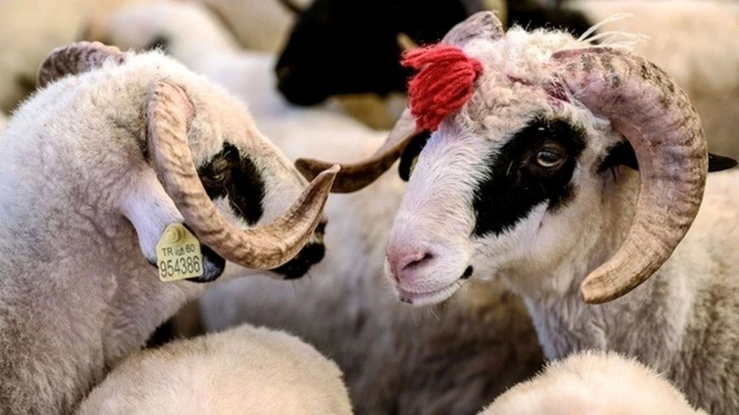 Milyonlara Müjde: 2025 Kurban Bayram Tatili 9 Gün Oluyor!