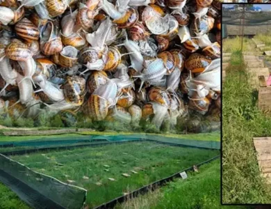 Kilosu 50 TL'den Gidiyor: Salyangoz Toplayanlar Paraya Para Demiyor!