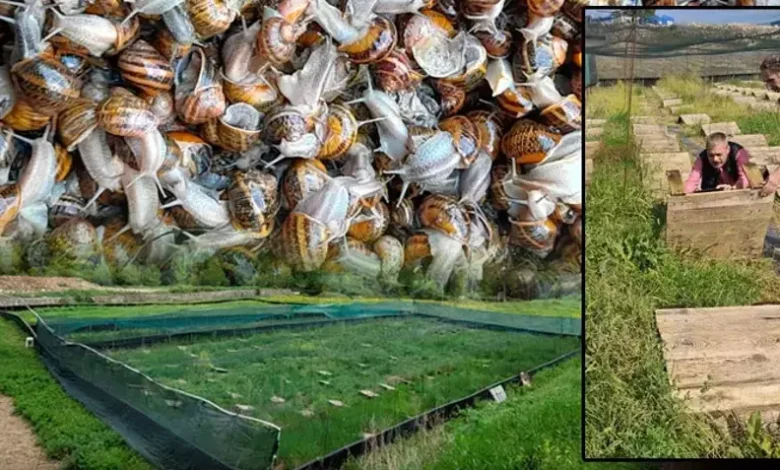 Kilosu 50 TL'den Gidiyor: Salyangoz Toplayanlar Paraya Para Demiyor!