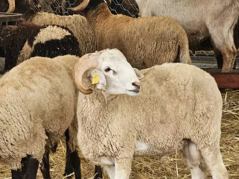 2025 Kurbanlık Fiyatları Değişti: İşte İl İl Küçükbaş ve Büyükbaş Kurbanlık Fiyatları