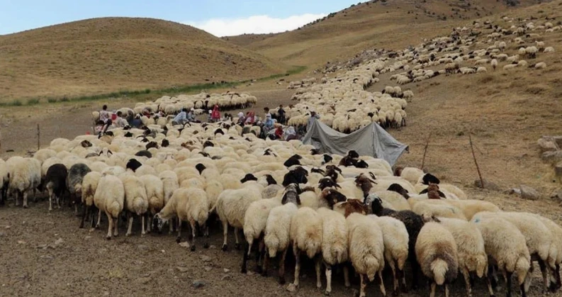 Kahramanmaraş'ta 1000'lerce Koyunu Otlatan Çobanın Karşısına Bir Anda Çıktı!