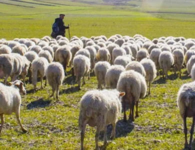 Kahramanmaraş'ta 1000'lerce Koyunu Otlatan Çobanın Karşısına Bir Anda Çıktı!