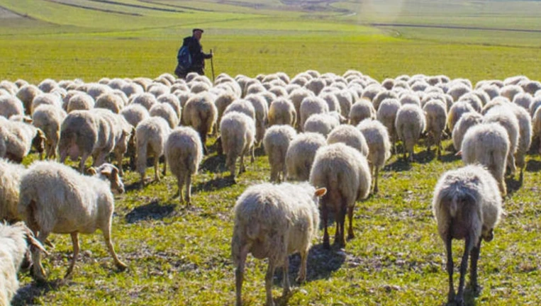 Kahramanmaraş'ta 1000'lerce Koyunu Otlatan Çobanın Karşısına Bir Anda Çıktı!
