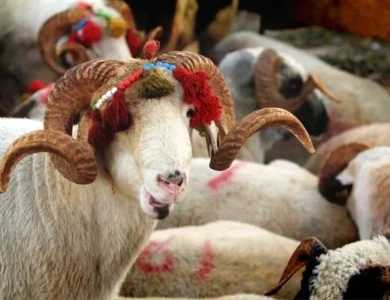 Kurban Bayramı Öncesi "Şeytanın Bile Aklına Gelmez" Diyebileceğiniz Hileye Dikkat
