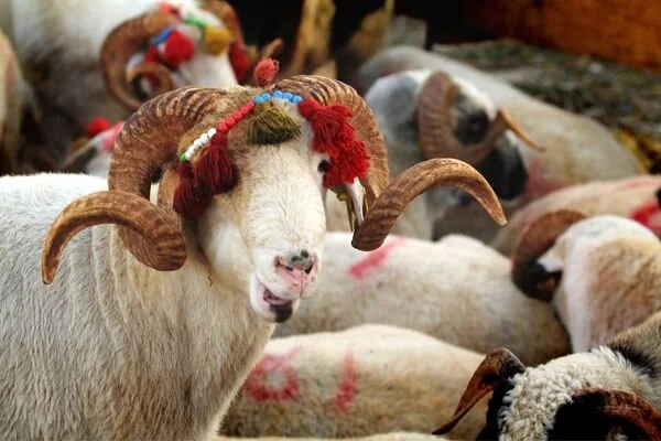 Kurban Bayramı Öncesi "Şeytanın Bile Aklına Gelmez" Diyebileceğiniz Hileye Dikkat