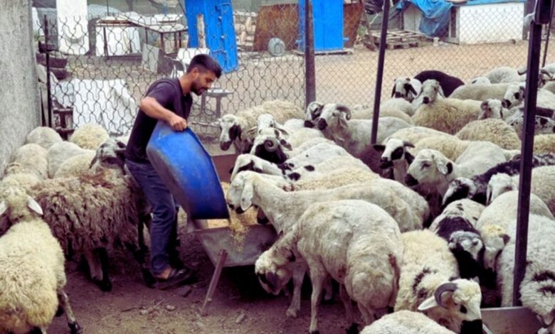 Kurban Alırken Aman Dikkat! Bu Şekilde Şişirip İki Katına Satıyorlar