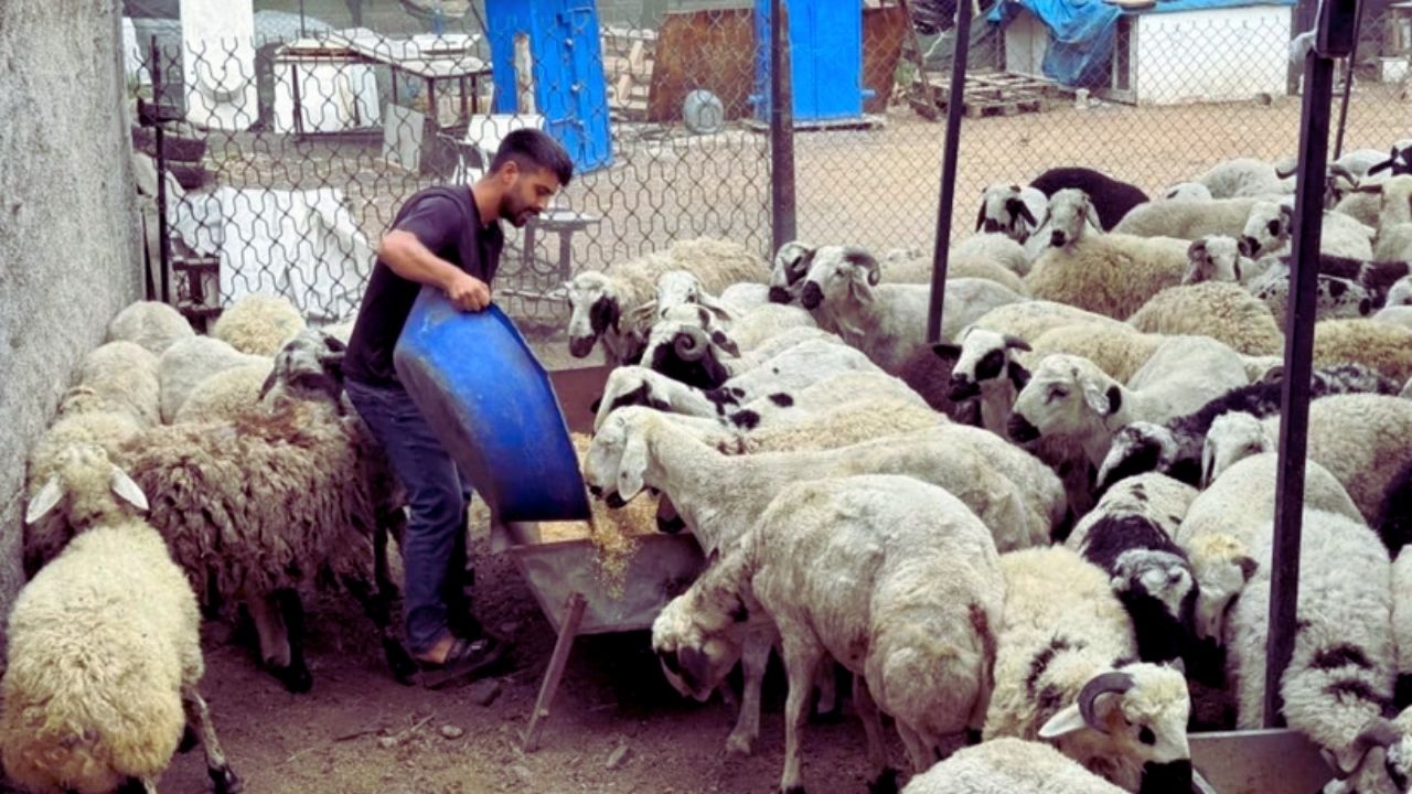 Kurban Alırken Aman Dikkat! Bu Şekilde Şişirip İki Katına Satıyorlar