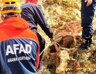 Çamura Saplanan İneği AFAD Kurtardı