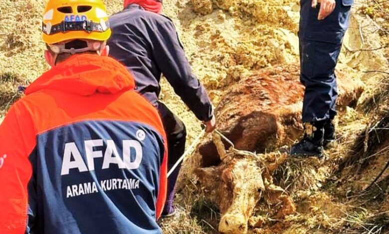 Çamura Saplanan İneği AFAD Kurtardı
