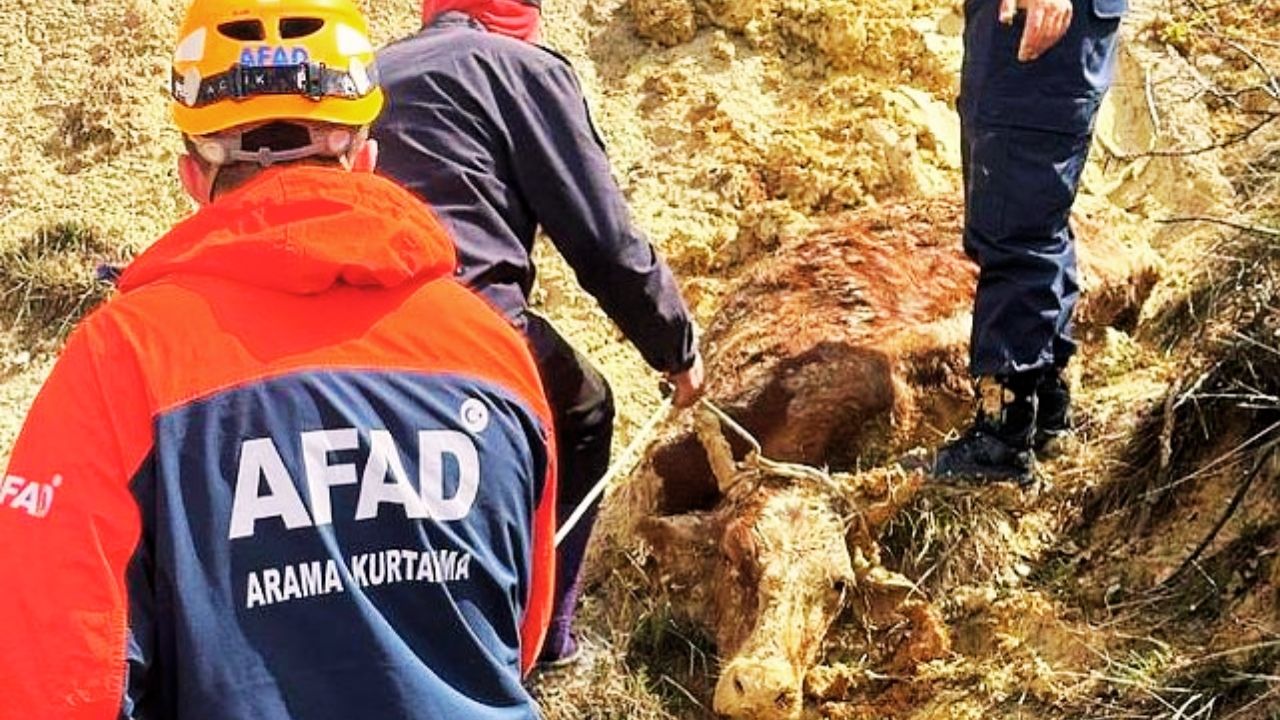 Çamura Saplanan İneği AFAD Kurtardı
