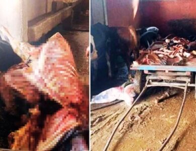 Adana'da Akıl Almaz Skandal: 2.5 Ton At Eti Ele Geçirildi, 4 At Kesilmekten Kurtarıldı!