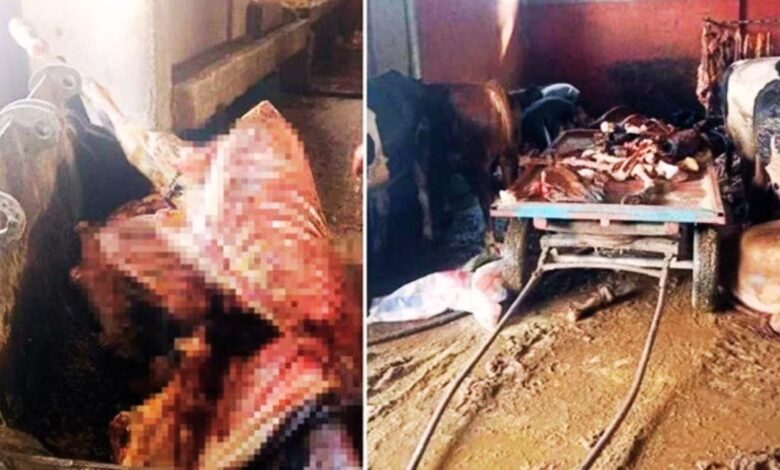 Adana'da Akıl Almaz Skandal: 2.5 Ton At Eti Ele Geçirildi, 4 At Kesilmekten Kurtarıldı!