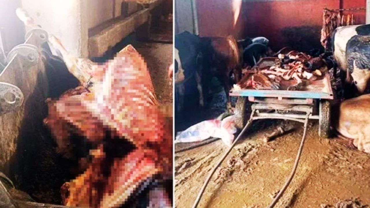 Adana'da Akıl Almaz Skandal: 2.5 Ton At Eti Ele Geçirildi, 4 At Kesilmekten Kurtarıldı!