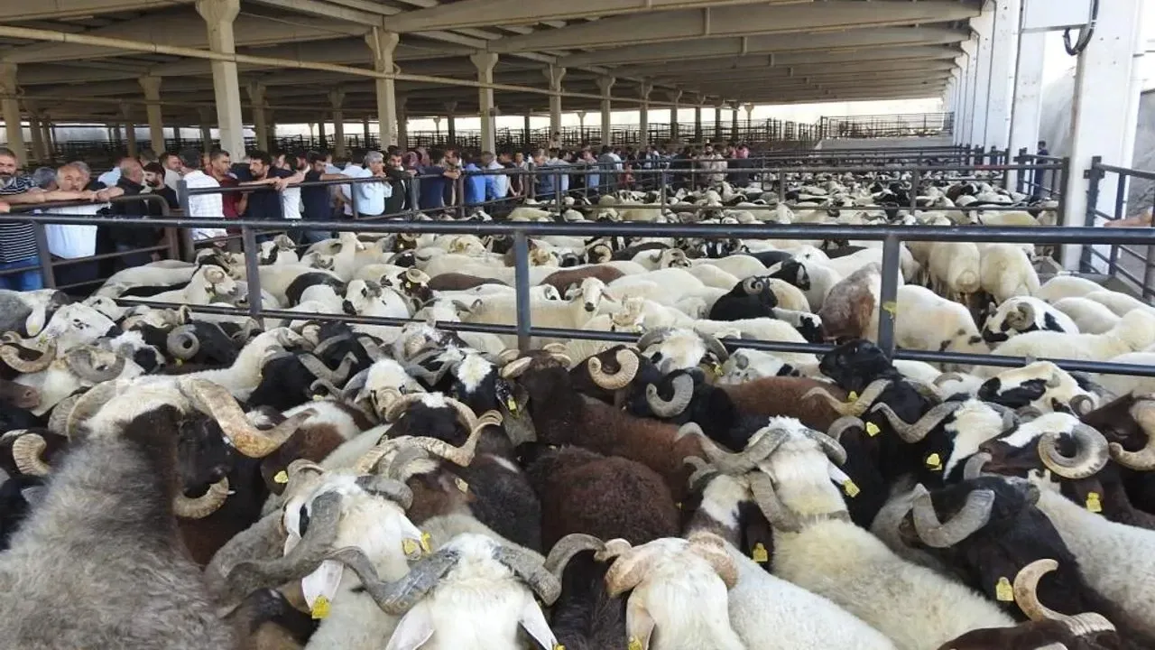 Kurban Bayramı Öncesi "Şeytanın Bile Aklına Gelmez" Diyebileceğiniz Hileye Dikkat