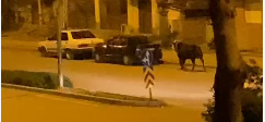 Sahibinden Kaçan Kurbanlık Dana 2 Saat Sonra Yakalandı: Vatandaşlar Korku Dolu Anlar Yaşadı!