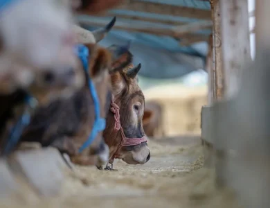 Kurban Etini Böyle Saklayın! Yoksa Çöpe Gidebilir!