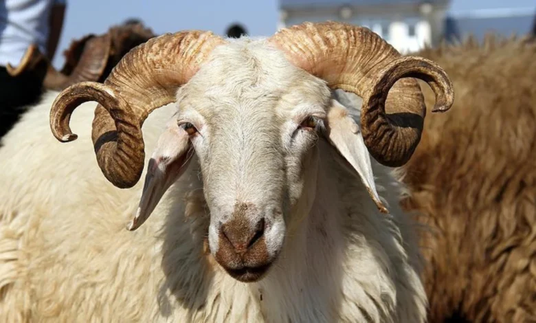 Pazarlarda Küçükbaş Kurbanlık Fiyatları 15 Binden 9 Bine Düştü!