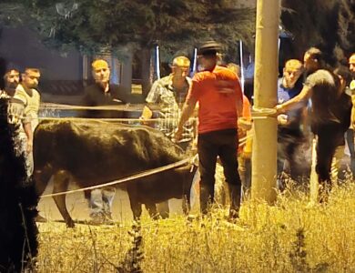 Sahibinden Kaçan Kurbanlık Dana 2 Saat Sonra Yakalandı: Vatandaşlar Korku Dolu Anlar Yaşadı!