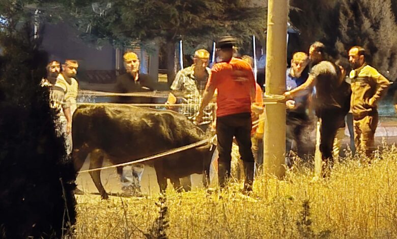 Sahibinden Kaçan Kurbanlık Dana 2 Saat Sonra Yakalandı: Vatandaşlar Korku Dolu Anlar Yaşadı!