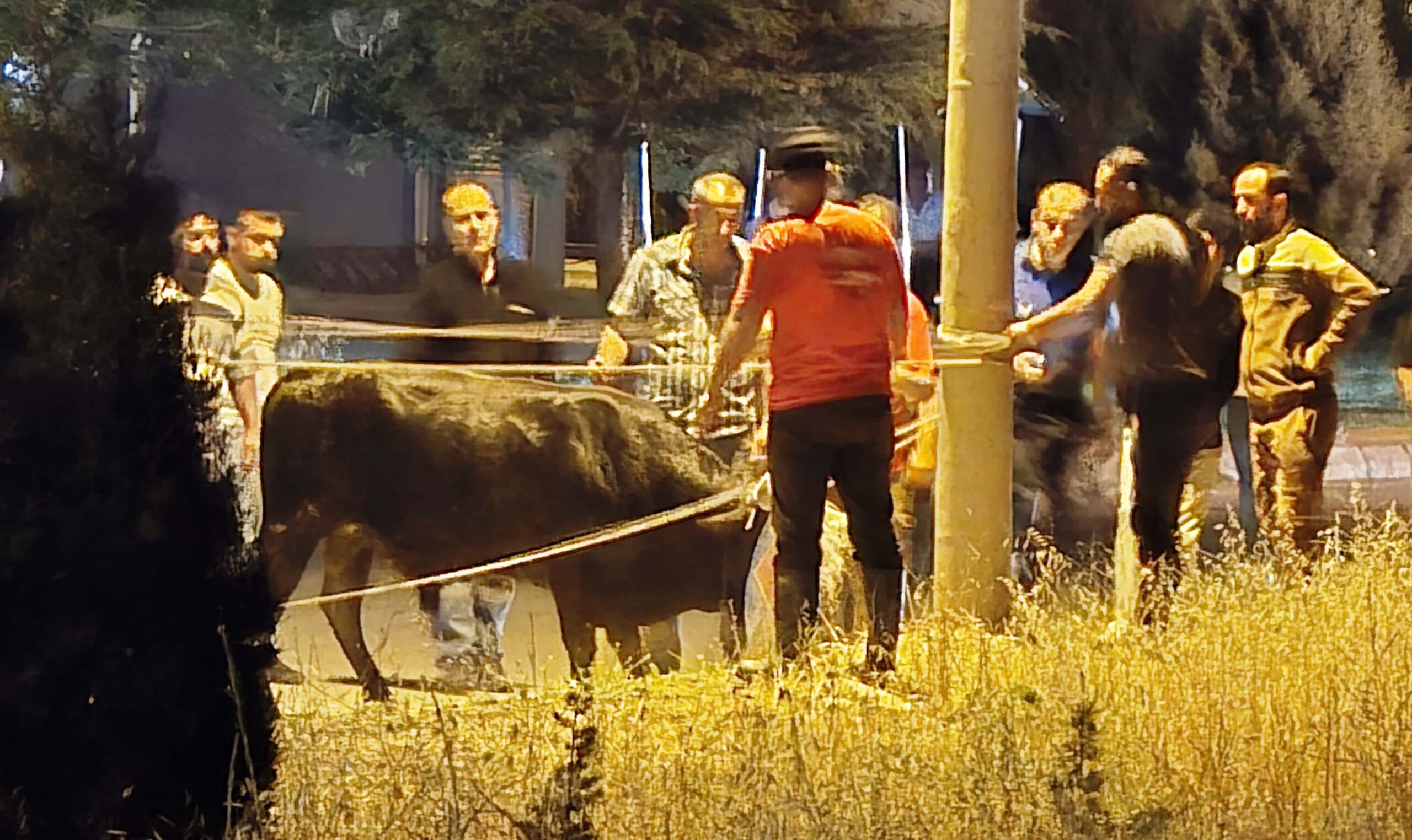 Sahibinden Kaçan Kurbanlık Dana 2 Saat Sonra Yakalandı: Vatandaşlar Korku Dolu Anlar Yaşadı!