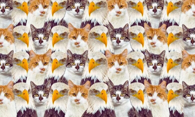 Zeka Testi: Kedi ve Kartalların Arasındaki Yavru Aslanı Bulabilir misiniz? Sadece 49 Kişi Başarabildi