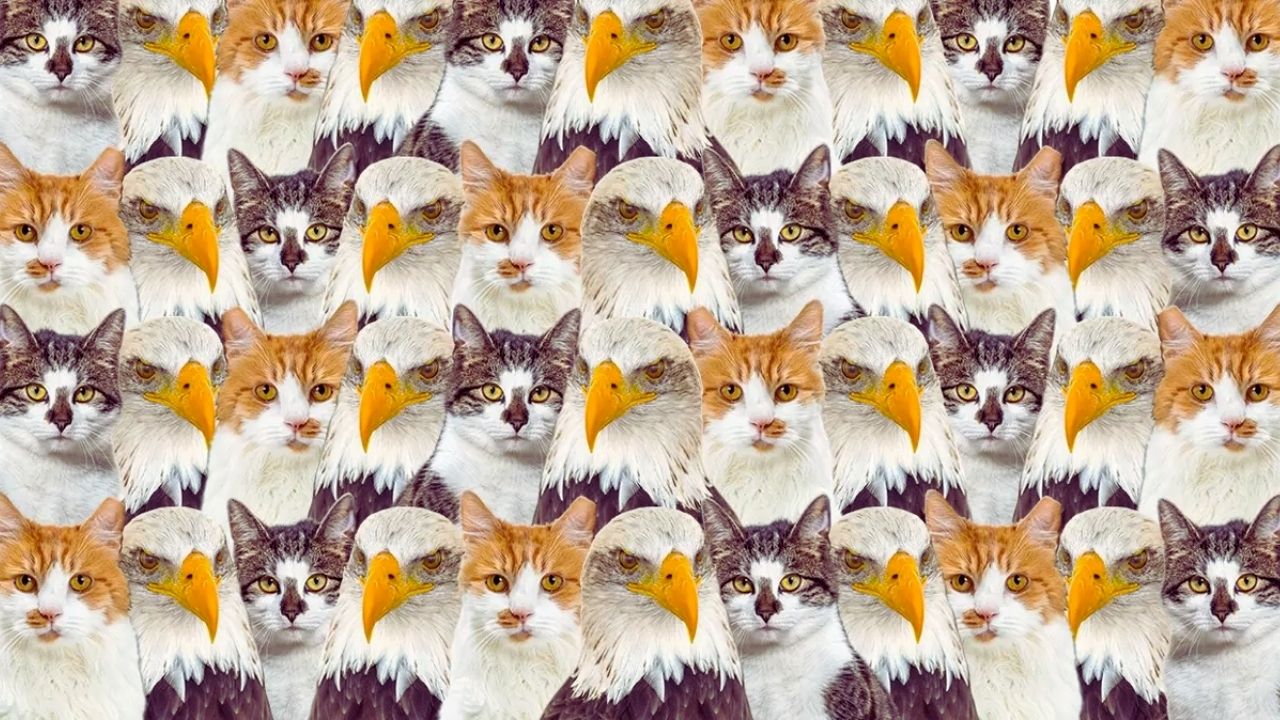 Zeka Testi: Kedi ve Kartalların Arasındaki Yavru Aslanı Bulabilir misiniz? Sadece 49 Kişi Başarabildi