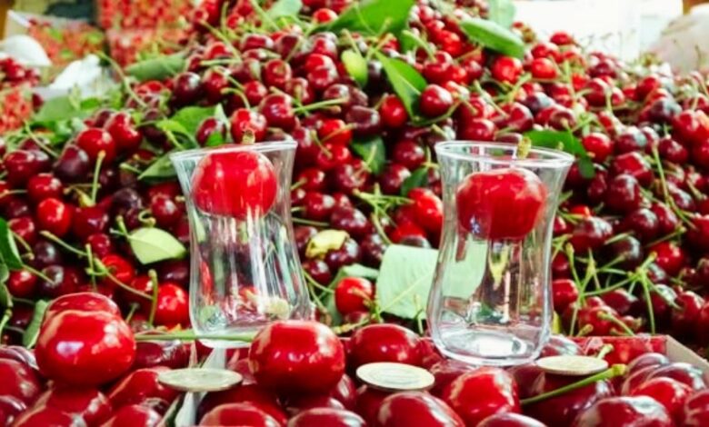 Çay Bardağına Sığmayan Kirazın Hasadı Başladı: Kilosu Tam 700 TL!