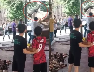 Kurban Bayramının İlk Boğa Saldırısı: 10'larca Darbe İle Kasabı Darbeledi!