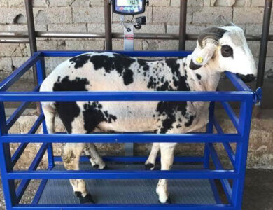 Kurbanlık Tartısında Şok Eden Fark: 72 Kilo Koyun 85 Kilo Geldi!